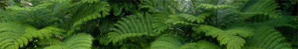 Entabeni Gardens, Maui, Hawaii