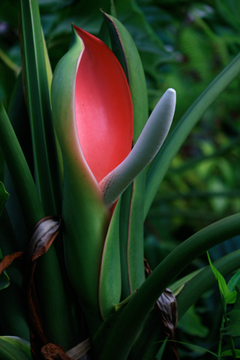 Entabeni Gardens on Maui