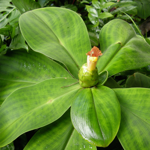 Entabeni Gardens