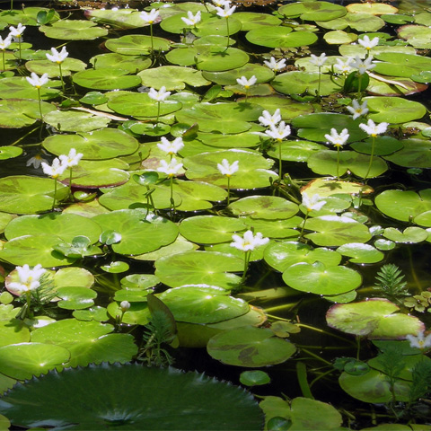 Entabeni Gardens